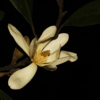 <i>Magnolia nilagirica</i>  (Zenker) Figlar